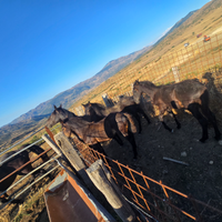 Vendita puledri maschi di razza sanfratellana