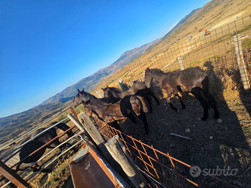 Vendita puledri maschi di razza sanfratellana