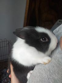Cuccioli coniglietti nani