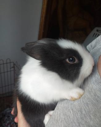 Cuccioli coniglietti nani