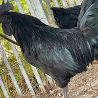 Galline Cemani