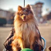 Volpino spitz Merle per monta disponibile