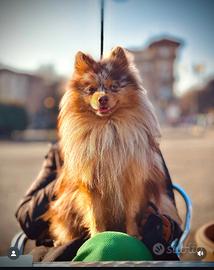 Volpino spitz Merle per monta disponibile