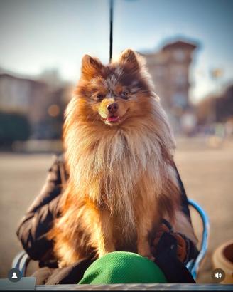 Volpino spitz Merle per monta disponibile