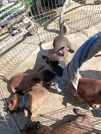 Pastore del malinois