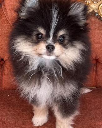 Pomerania cucciola