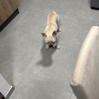 Bulldog Francese