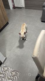 Bulldog Francese
