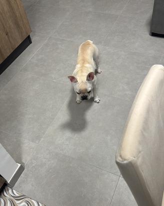Bulldog Francese