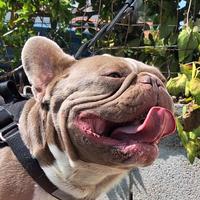 Stallone Monta/Vendita Isabella Solid Bulldog Fran