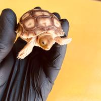 Tartaruga SULCATA baby