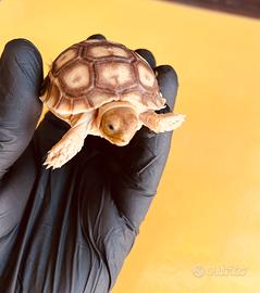 Tartaruga SULCATA baby