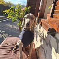Cane razza Weimaraner
