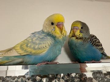 Pappagallo cocorita pulli ondulati imbeccato