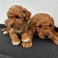 Maschietti Toy red e albicocca scuro di tre mesi