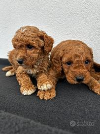 Maschietti Toy red e albicocca scuro di tre mesi