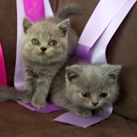 Cuccioli di British Shorthair blu e lilac