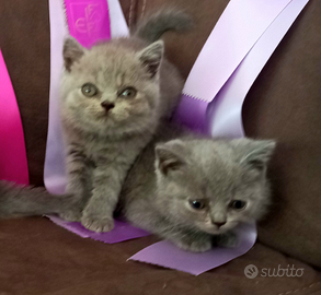 Cuccioli di British Shorthair blu e lilac