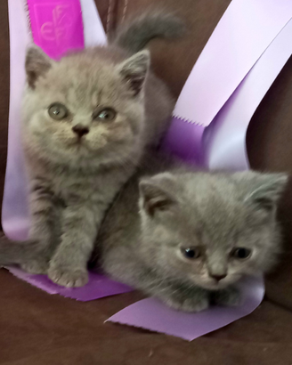 Cuccioli di British Shorthair blu e lilac
