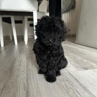 Barboncini toy