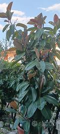 ficus elastica