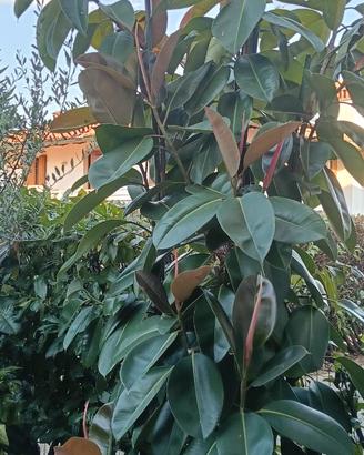 ficus elastica