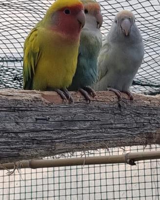 Coppie inseparabili roseicollis