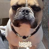 Bulldog Francese per monta