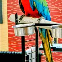 Pappagallo ara arlecchino