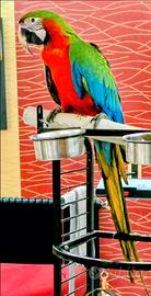 Pappagallo ara arlecchino
