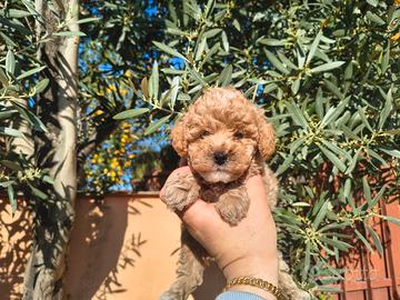 Barboncino mini toy red 2 maschi