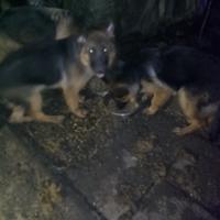 Cuccioli pastore tedesco