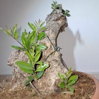 bonsai  ulivo secolare