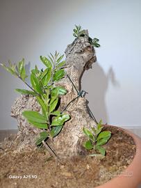 bonsai  ulivo secolare