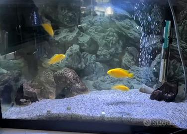 Pesci ciclidi africani labidochromis ceruleus