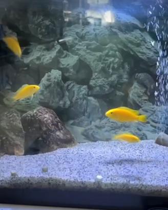 Pesci ciclidi africani labidochromis ceruleus