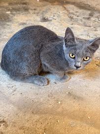 Gattino grigio