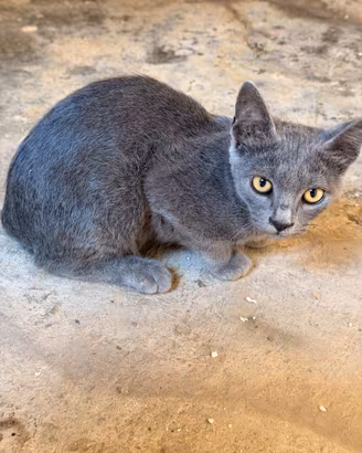 Gattino grigio