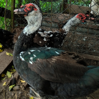 Giovani maschi di anatra muta