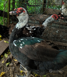 Giovani maschi di anatra muta