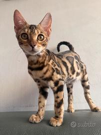 Gattina bengala Brown spotted tabby 3 mesi