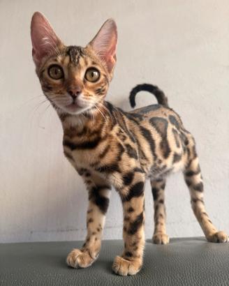 Gattina bengala Brown spotted tabby 3 mesi