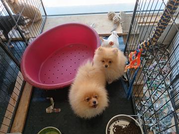 Spitz Pomerania 
