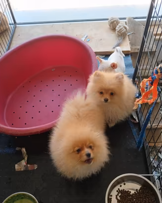 Spitz Pomerania 