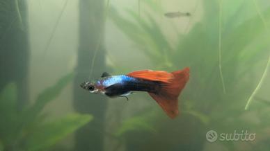 Guppy color mix