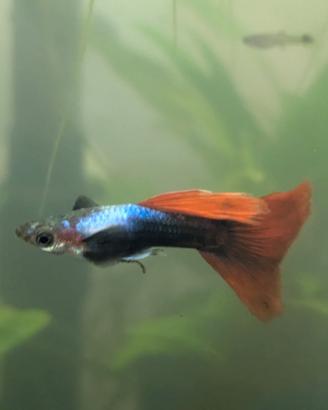 Guppy color mix