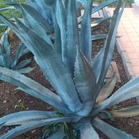 agave gigante 