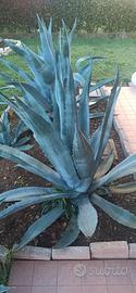 agave gigante 