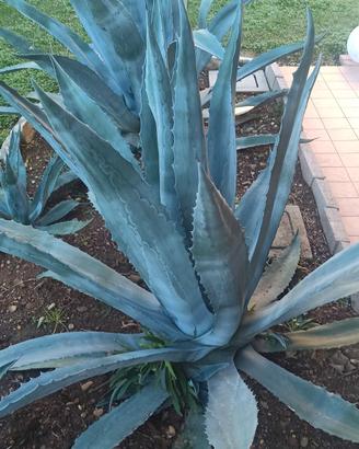 agave gigante 