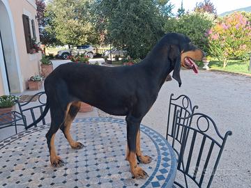 Cuccioloni di Segugio Italiano